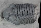 Folded Eldredgeops (Phacops) Trilobite - New York #50298-3